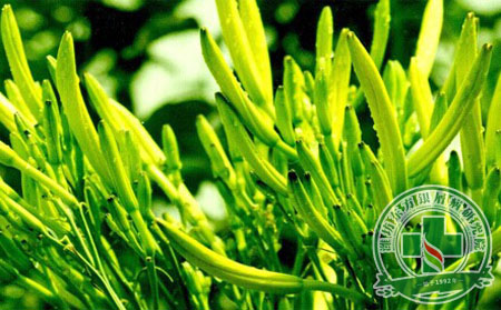 牛皮癣患者能吃黄花菜吗?